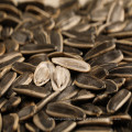 2019 new crop chinese sunflower seeds type 361 inner mongolia factory big size